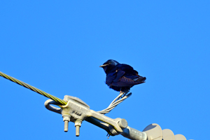 Purple Martin